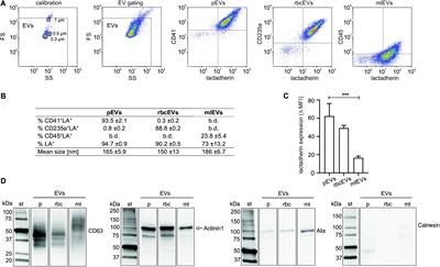 Extracellular Vesicles Derived From Platelets, Red Blood Cells, and Monocyte-Like Cells Differ Regarding Their Ability to Induce Factor XII-Dependent Thrombin Generation